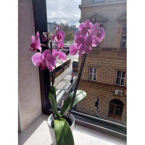 Apartman Vesna