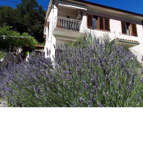 Apartments & rooms MIKLEUS