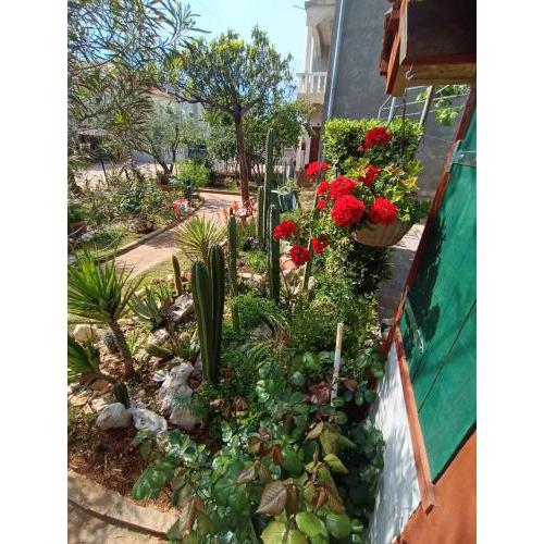 Cactus House Gašpar